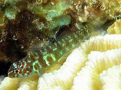 Green bubble goby (Eviota prasina)
