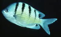 Green damselfish (Abudefduf abdominalis)