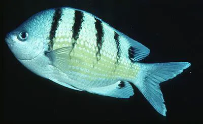 Green damselfish (Abudefduf abdominalis)