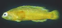 Green dottyback (Pseudochromis viridis)