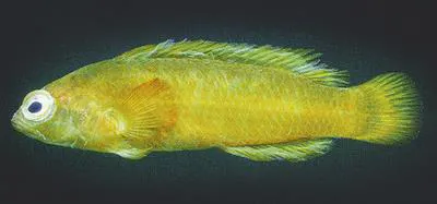 Green dottyback (Pseudochromis viridis)