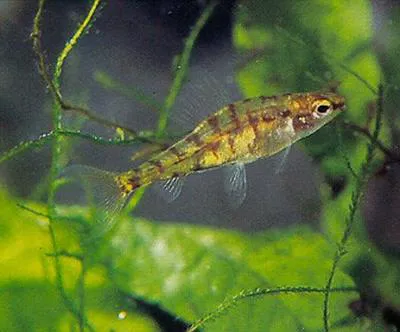 Green dwarf tetra (Odontocharacidium aphanes)