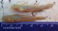 Green goby (Microgobius thalassinus)