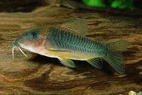 Green gold catfish (Corydoras melanotaenia)