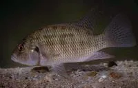 Green happy (Sargochromis codringtonii)