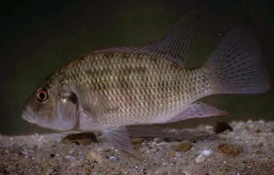 Green happy (Sargochromis codringtonii)