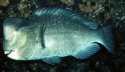 Green humphead parrotfish (Bolbometopon muricatum)