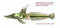 Green icefish (Channichthys mithridatis)