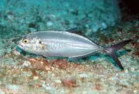 Green jack (Caranx caballus)
