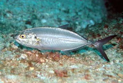 Green jack (Caranx caballus)