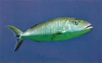 Green jobfish (Aprion virescens)