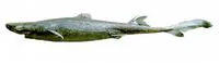 Green lanternshark (Etmopterus virens)