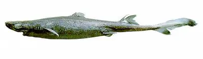Green lanternshark (Etmopterus virens)