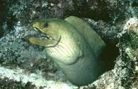 Green moray (Gymnothorax funebris)