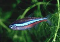 Green neon tetra (Paracheirodon simulans)