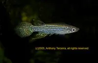 Green panchax (Aplocheilus blockii)