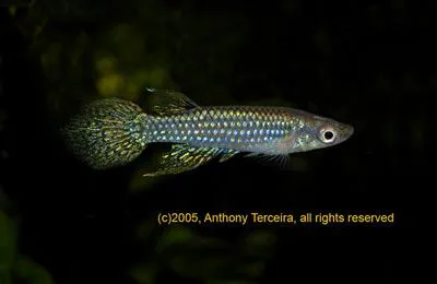 Green panchax (Aplocheilus blockii)