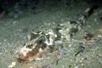 Green puffer (Sphoeroides greeleyi)