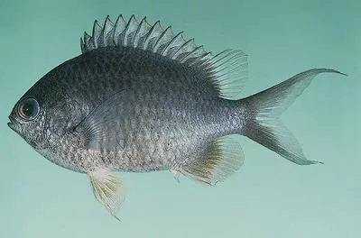 Green puller (Chromis cinerascens)