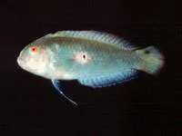 Green razorfish (Xyrichtys splendens)