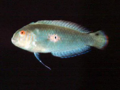 Green razorfish (Xyrichtys splendens)
