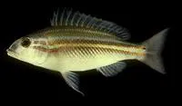Green-striped coral bream (Scaevius milii)