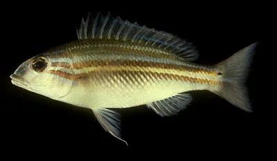 Green-striped coral bream (Scaevius milii)