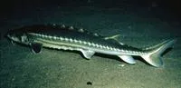 Green sturgeon (Acipenser medirostris)