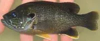 Green sunfish (Lepomis cyanellus)