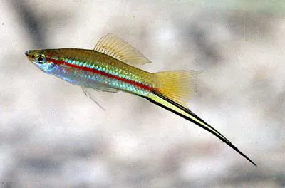 Green swordtail (Xiphophorus hellerii)