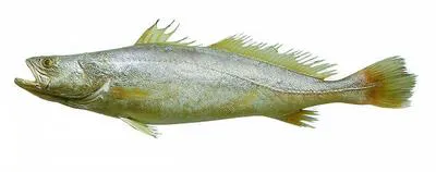 Green weakfish (Cynoscion virescens)