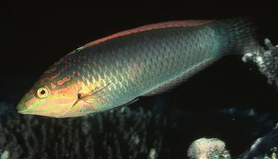 Green wrasse (Halichoeres solorensis)