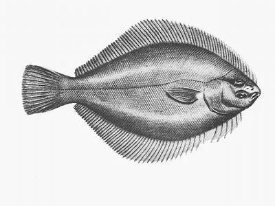 Greenback flounder (Rhombosolea tapirina)