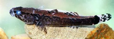 Greenback gauvina (Bunaka gyrinoides)