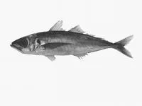 Greenback horse mackerel (Trachurus declivis)