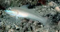 Greenband goby (Valenciennea randalli)