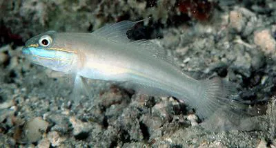 Greenband goby (Valenciennea randalli)