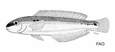Greenband wrasse (Halichoeres bathyphilus)