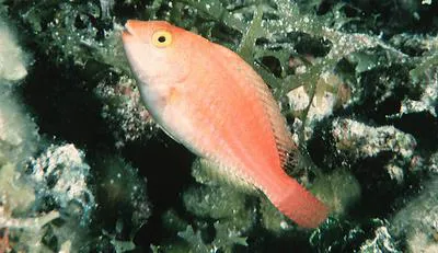 Greenblotch parrotfish (Sparisoma atomarium)