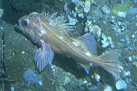 Greenblotched rockfish (Sebastes rosenblatti)