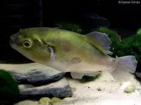 Greenbottle pufferfish (Auriglobus nefastus)
