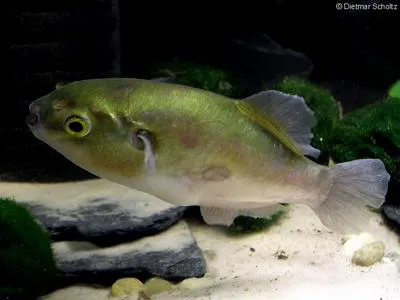Greenbottle pufferfish (Auriglobus nefastus)