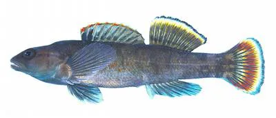 Greenbreast darter (Etheostoma jordani)