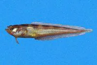 Greene's midshipman (Porichthys greenei)