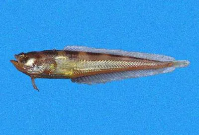 Greene's midshipman (Porichthys greenei)