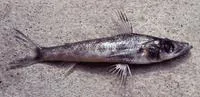 Greeneye (Chlorophthalmus acutifrons)