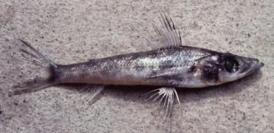 Greeneye (Chlorophthalmus acutifrons)