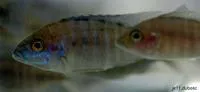 Greenface aulonocara (Aulonocara saulosi)