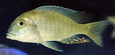 Greenface sandsifter (Lethrinops furcifer)