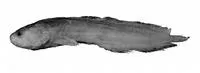 Greenfield's mudbrotula (Dermatopsis greenfieldi)